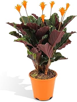 Calathea Crocata (Ebedi Alev)
