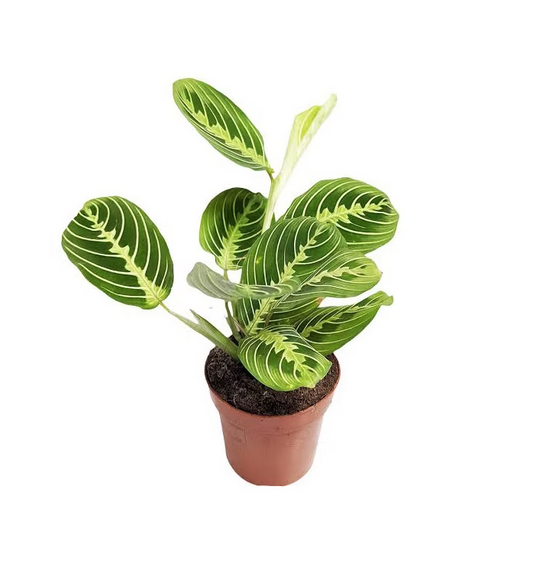 Calathea Maranta (Dua Çiçeği)