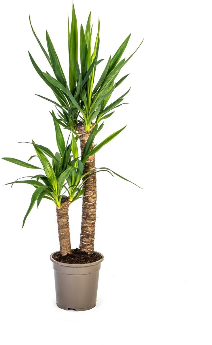 Anaç Yuka (Yucca Elephantipes) | Premium Seçki