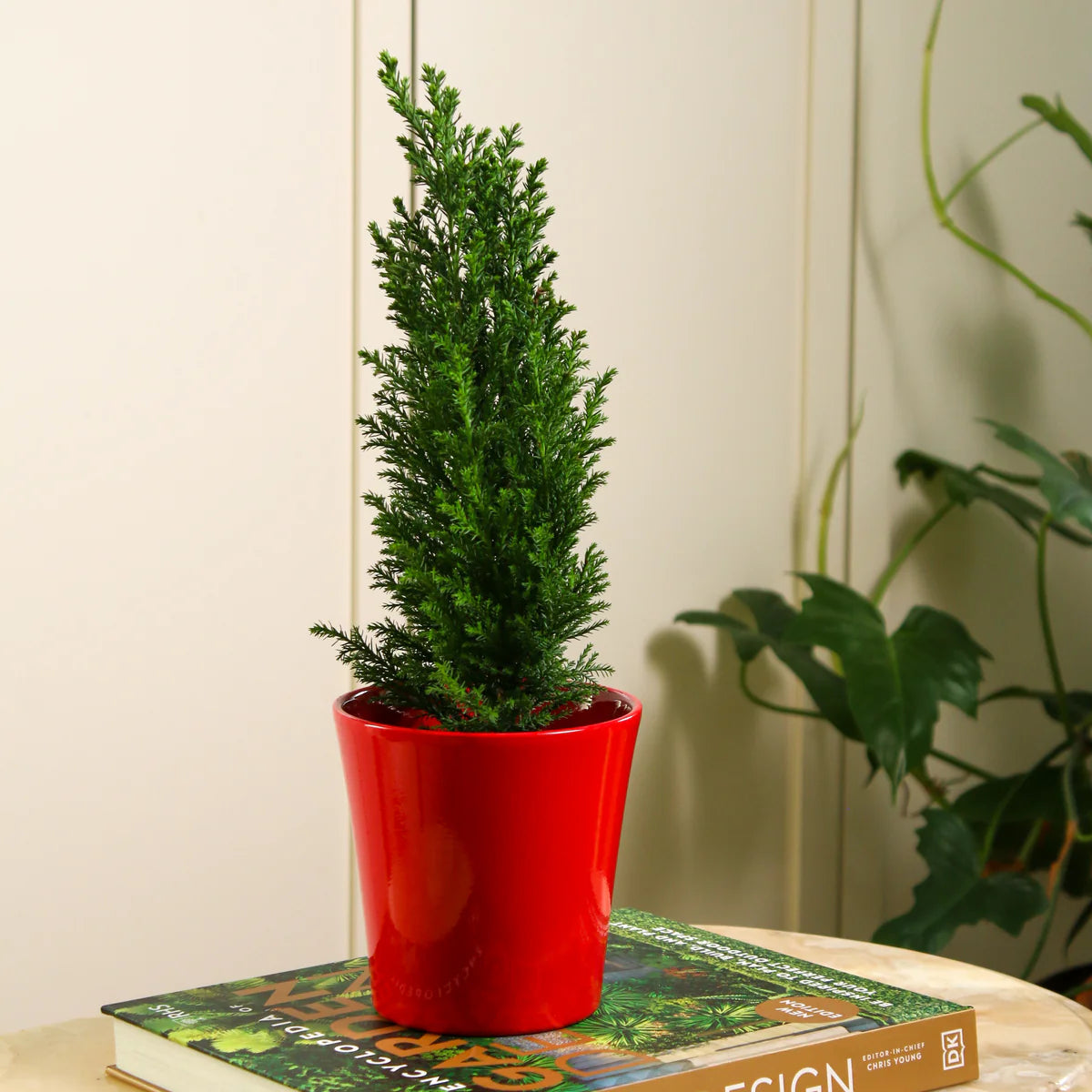 Limon Servi – Cupressus Macrocarpa Goldcrest (40-50 cm)