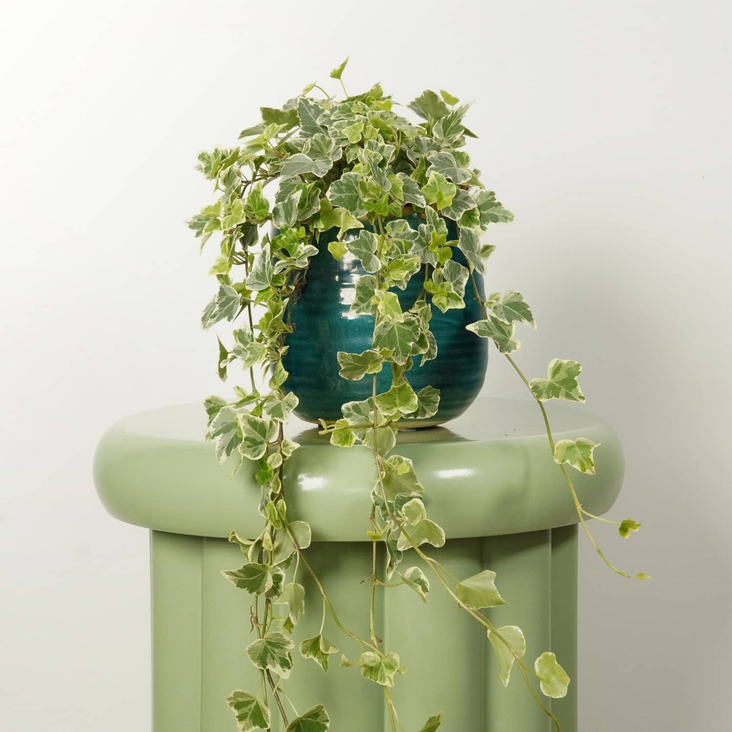 Hedera Helix Variegata XL (Alacalı Duvar Sarmaşığı)