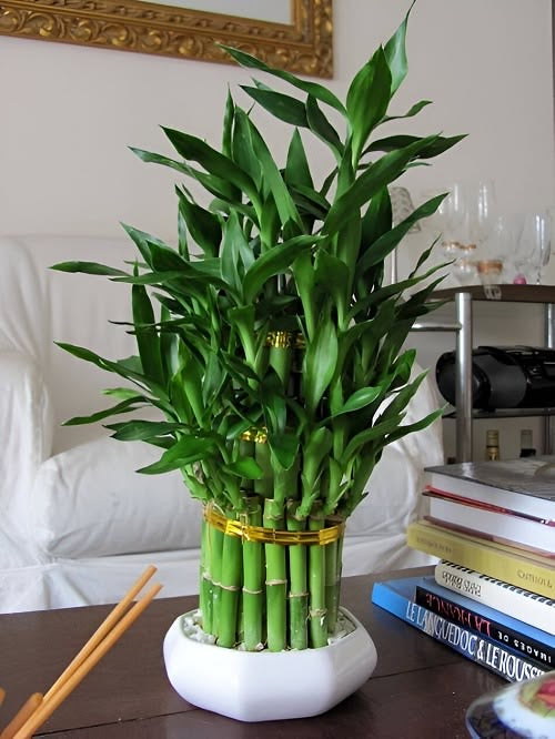 Üçlü Şans Bambusu Seti – Dekoratif Lucky Bamboo Tasarımı (50-60 cm)