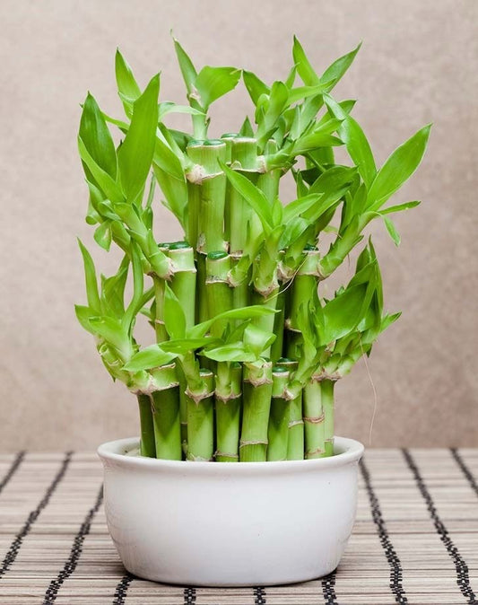 Üçlü Şans Bambusu Seti – Dekoratif Lucky Bamboo Tasarımı (50-60 cm)