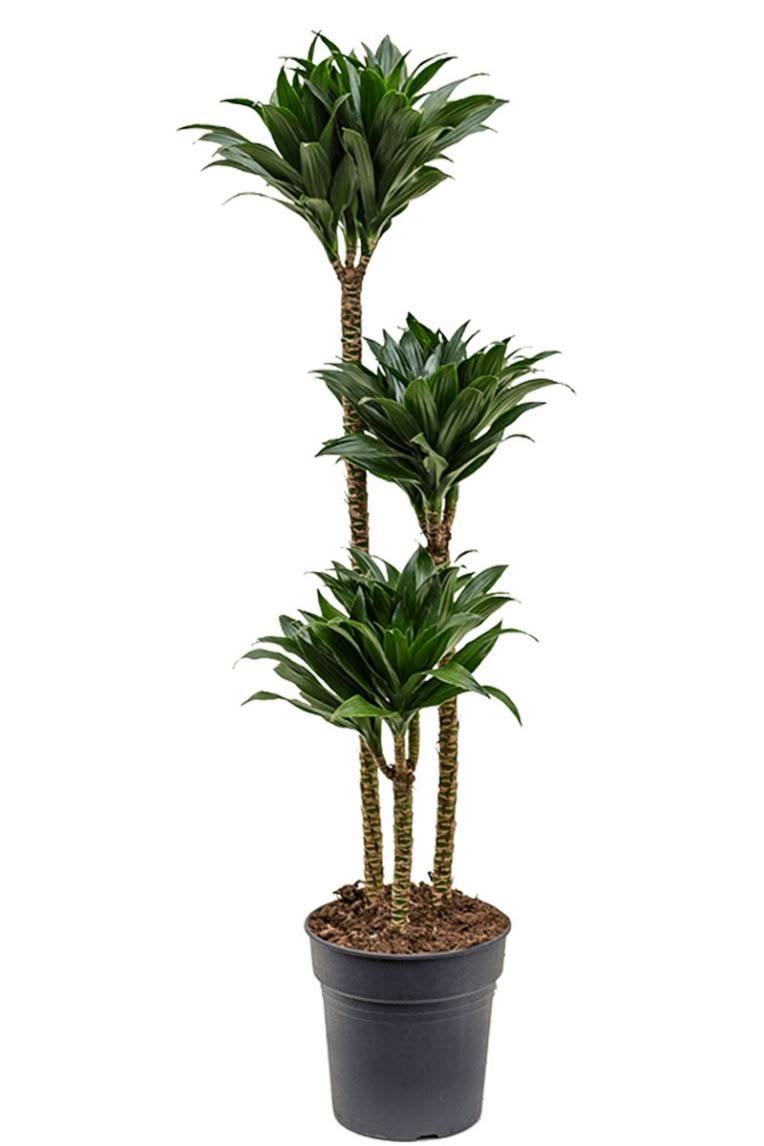 Dracaena Compacta (Çok Gövdeli) | 160-180 cm