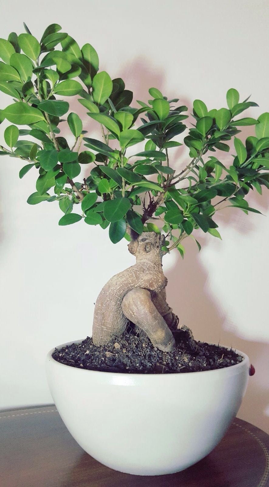 Kokedama Ficus Bonsai Ginseng – Masa Boy