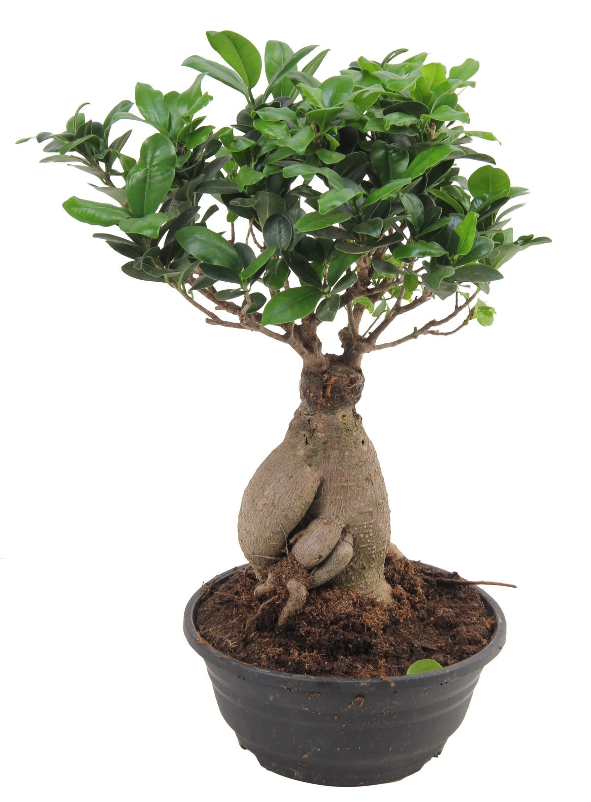Kokedama Ficus Bonsai Ginseng – Masa Boy