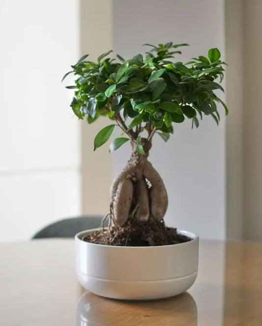 Kokedama Ficus Bonsai Ginseng – Masa Boy