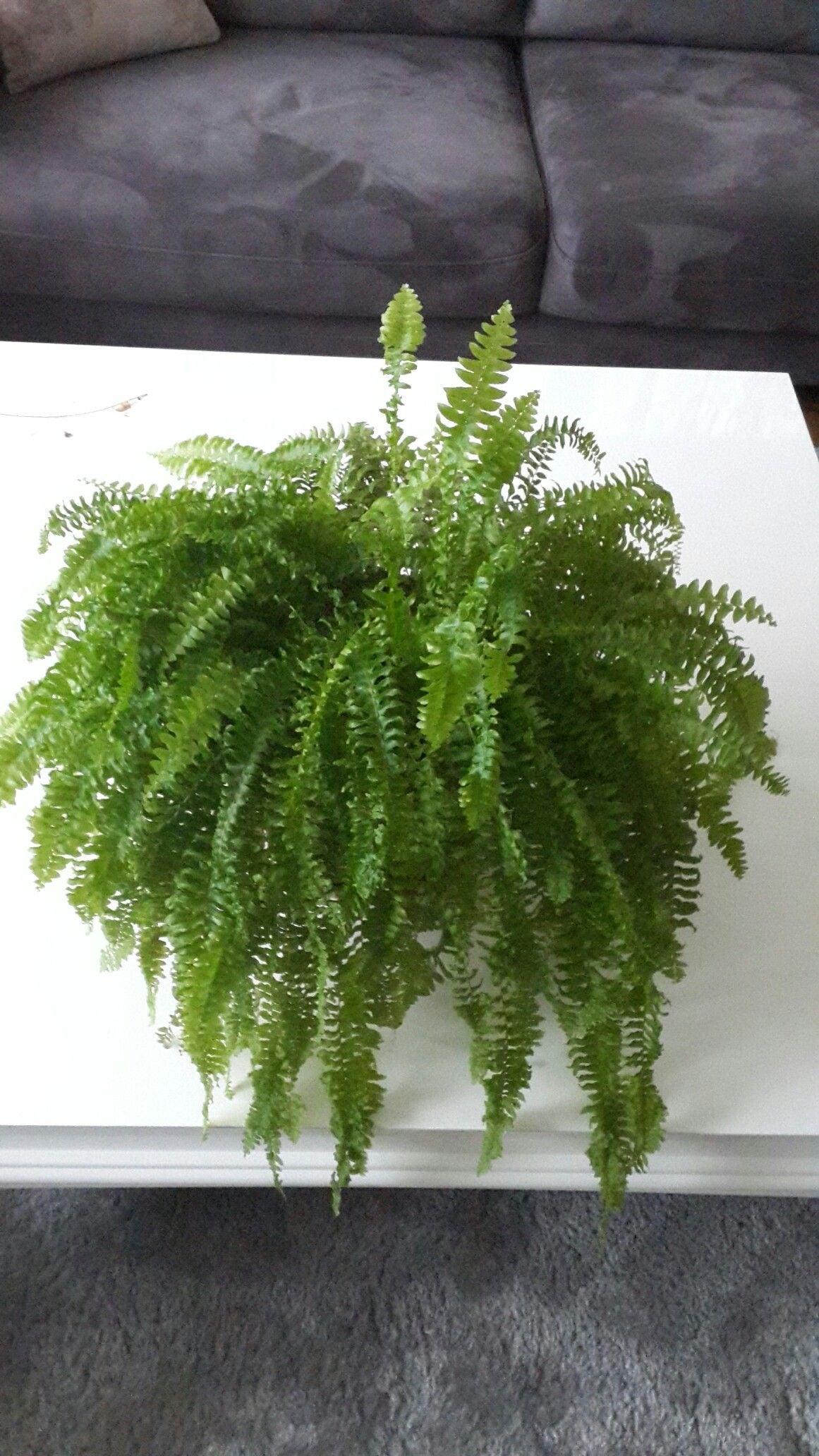 Aşk Merdiveni – Nephrolepis Exaltata