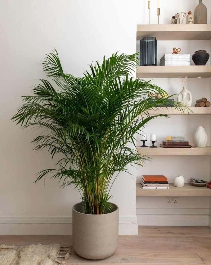 Areka Salon Palmiyesi – Dypsis Lutescens (150 cm)