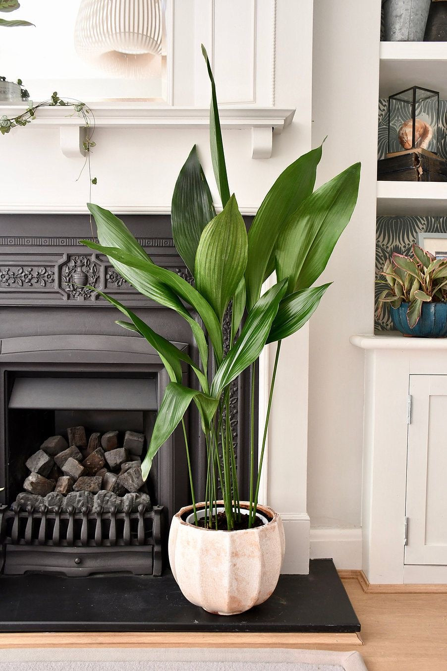 Aspidistra Elatior – Salon Yaprağı (Cast Iron Plant)