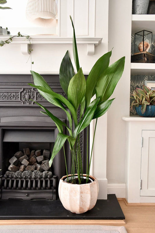 Aspidistra Elatior – Salon Yaprağı (Cast Iron Plant)