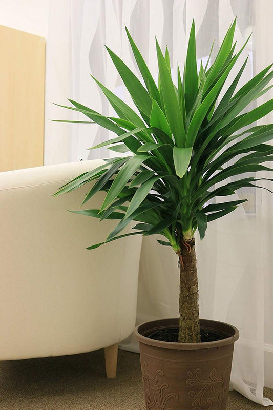 Anaç Yuka (Yucca Elephantipes) | 50–60 cm