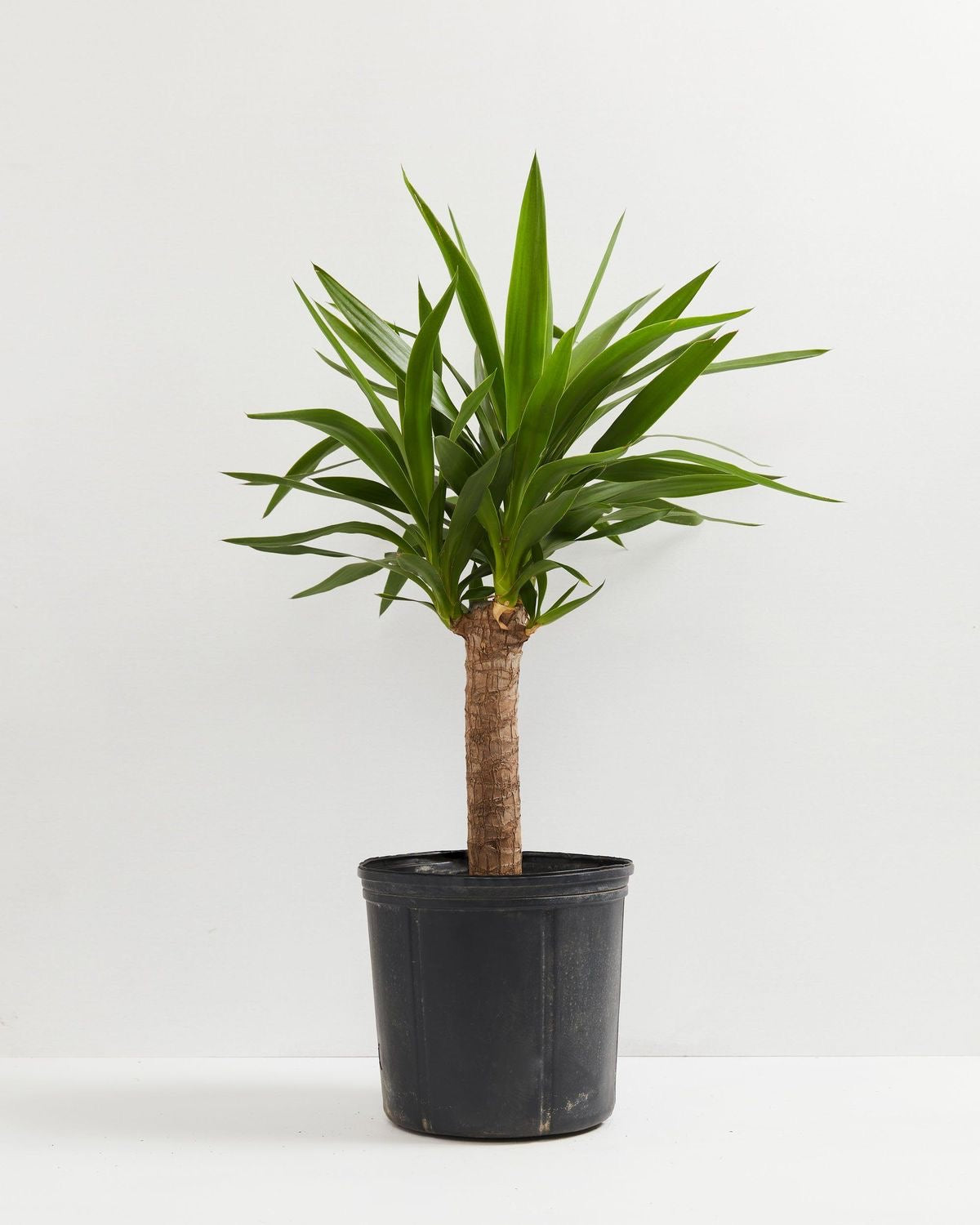 Anaç Yuka (Yucca Elephantipes) | 50–60 cm