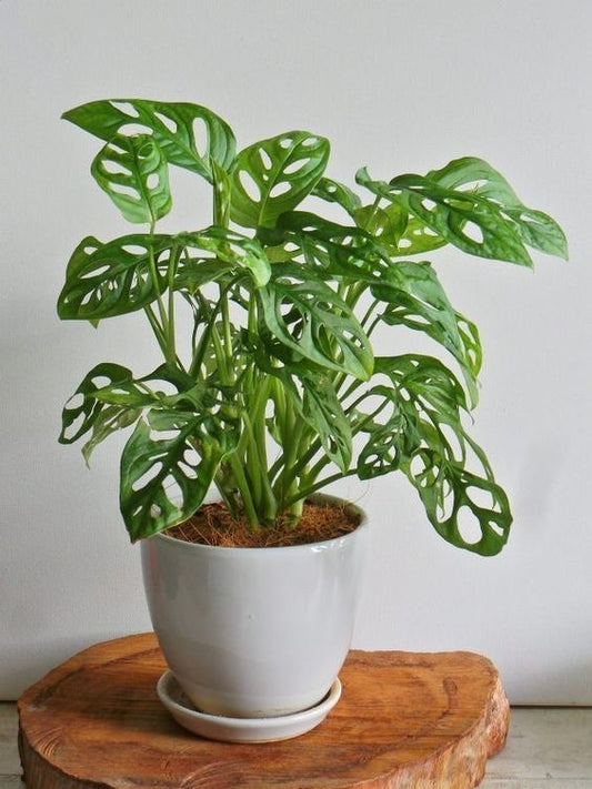 Monstera Adansonii Masa Boy (Monkey Mask)