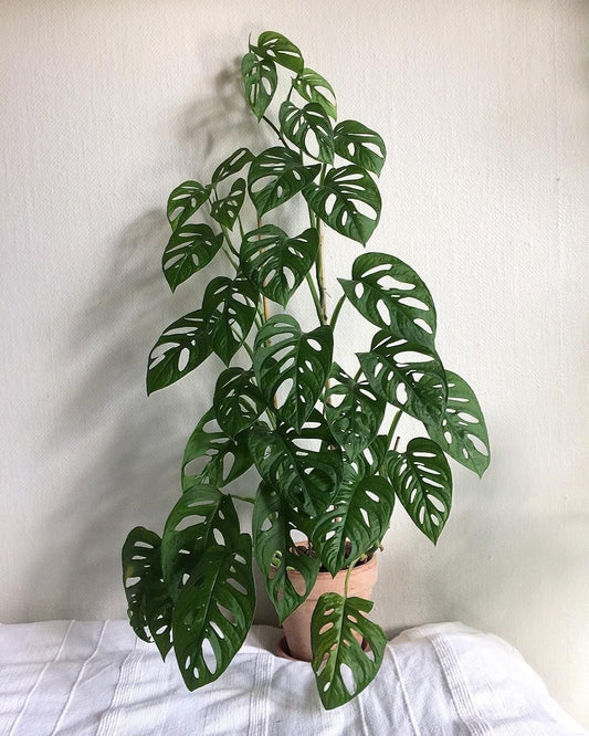 Monstera Adansonii – Monkey Monstera (100-110 cm)