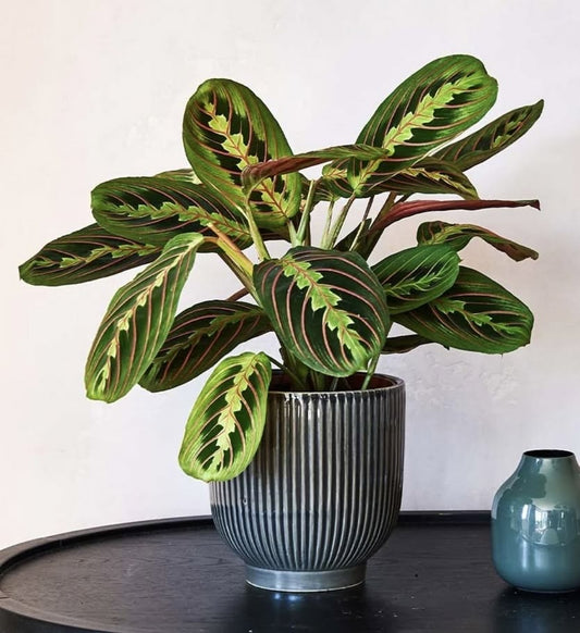 Calathea Ornata (Pinstripe Kalatya)