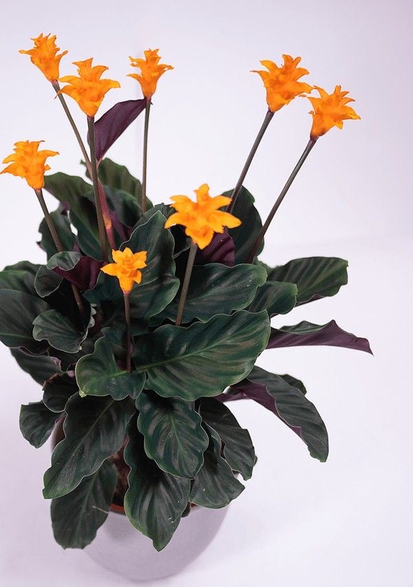Calathea Crocata (Ebedi Alev)