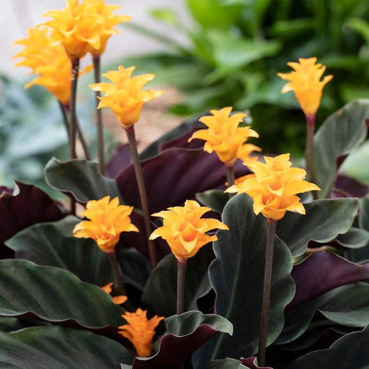 Calathea Crocata (Ebedi Alev)