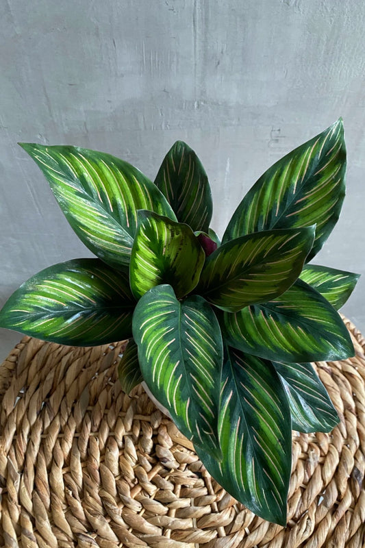 Calathea Beauty Star (Kalatya Dua Çiçeği)