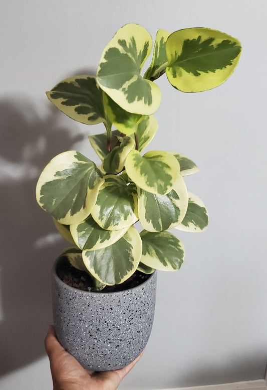 Peperomia Obtusifolia Variegata (Alacalı Peperomia)