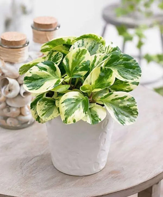 Peperomia Obtusifolia Variegata (Alacalı Peperomia)