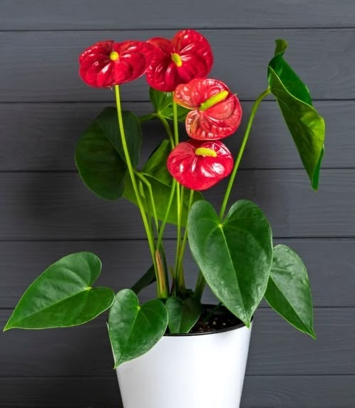 Antoryum (Anthurium) – (50-60 cm)