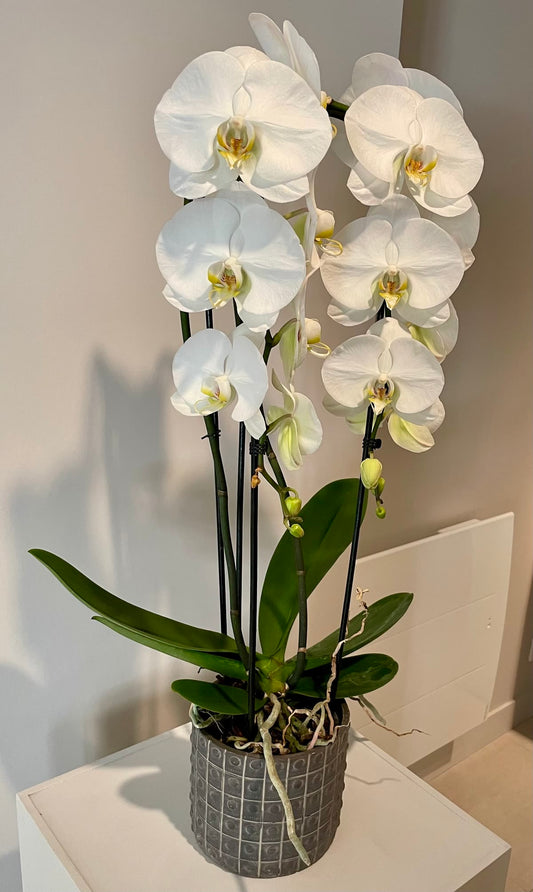 Orkide Çift Dallı Beyaz (Phalaenopsis) – İthal