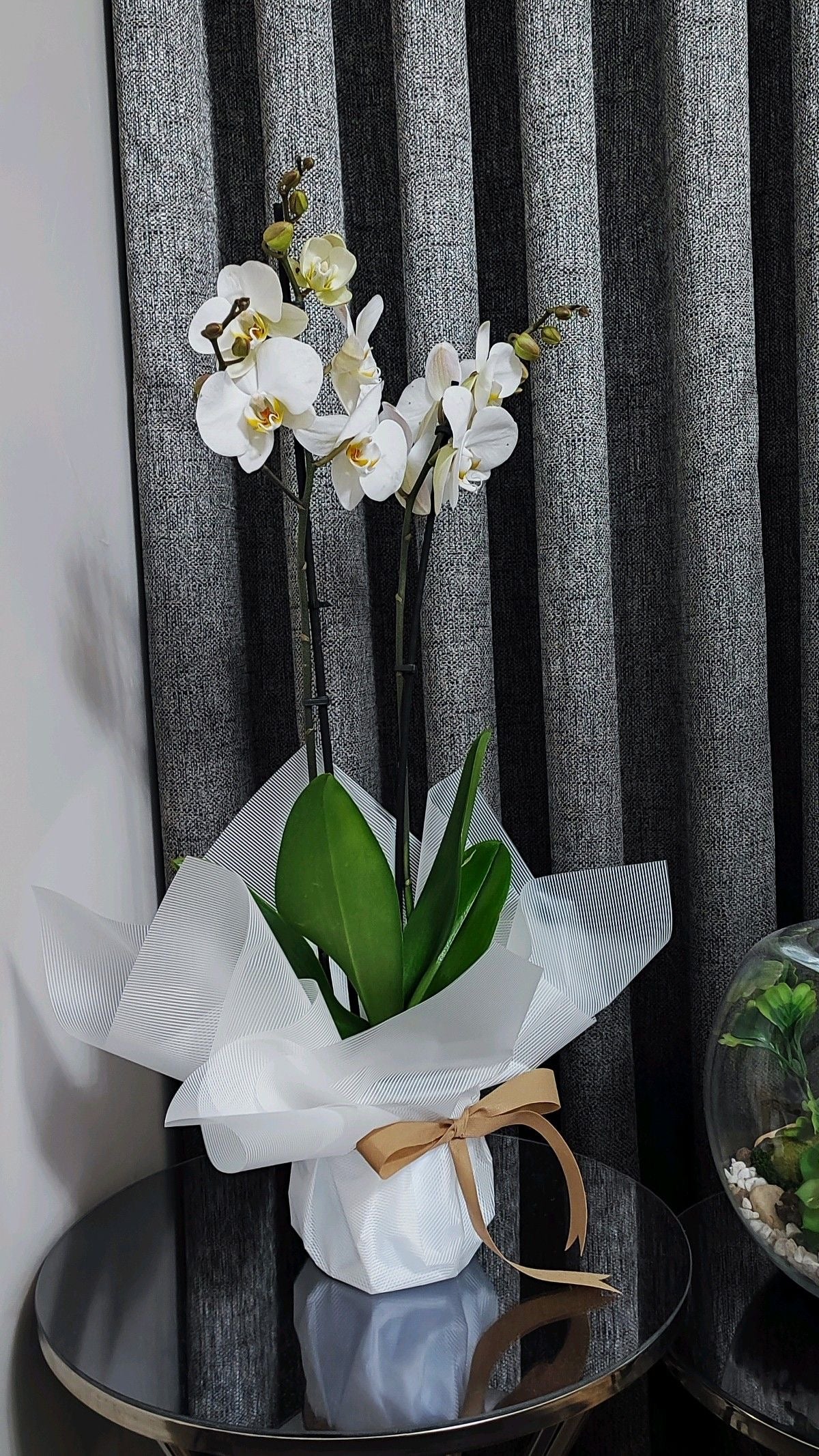 Orkide Çift Dallı Beyaz (Phalaenopsis) – İthal