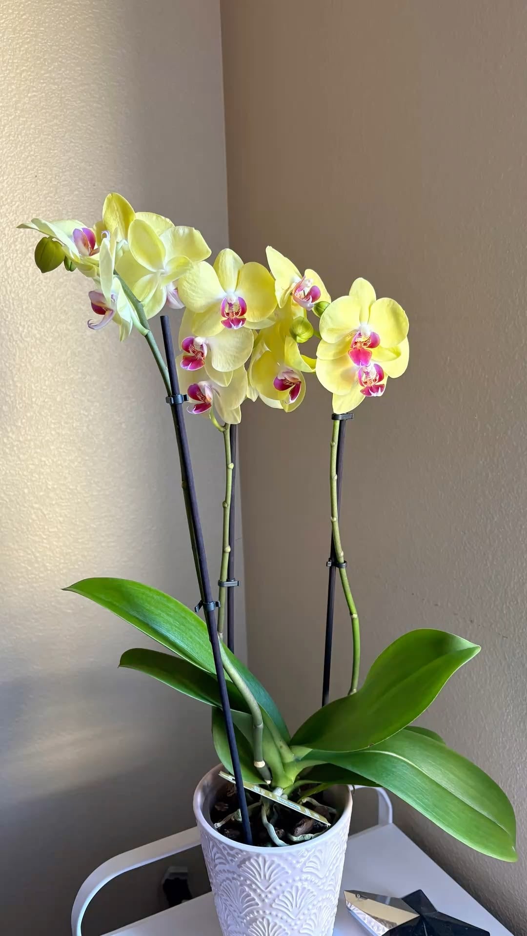 Orkide Çift Dallı Sarı (Phalaenopsis) – İthal Premium