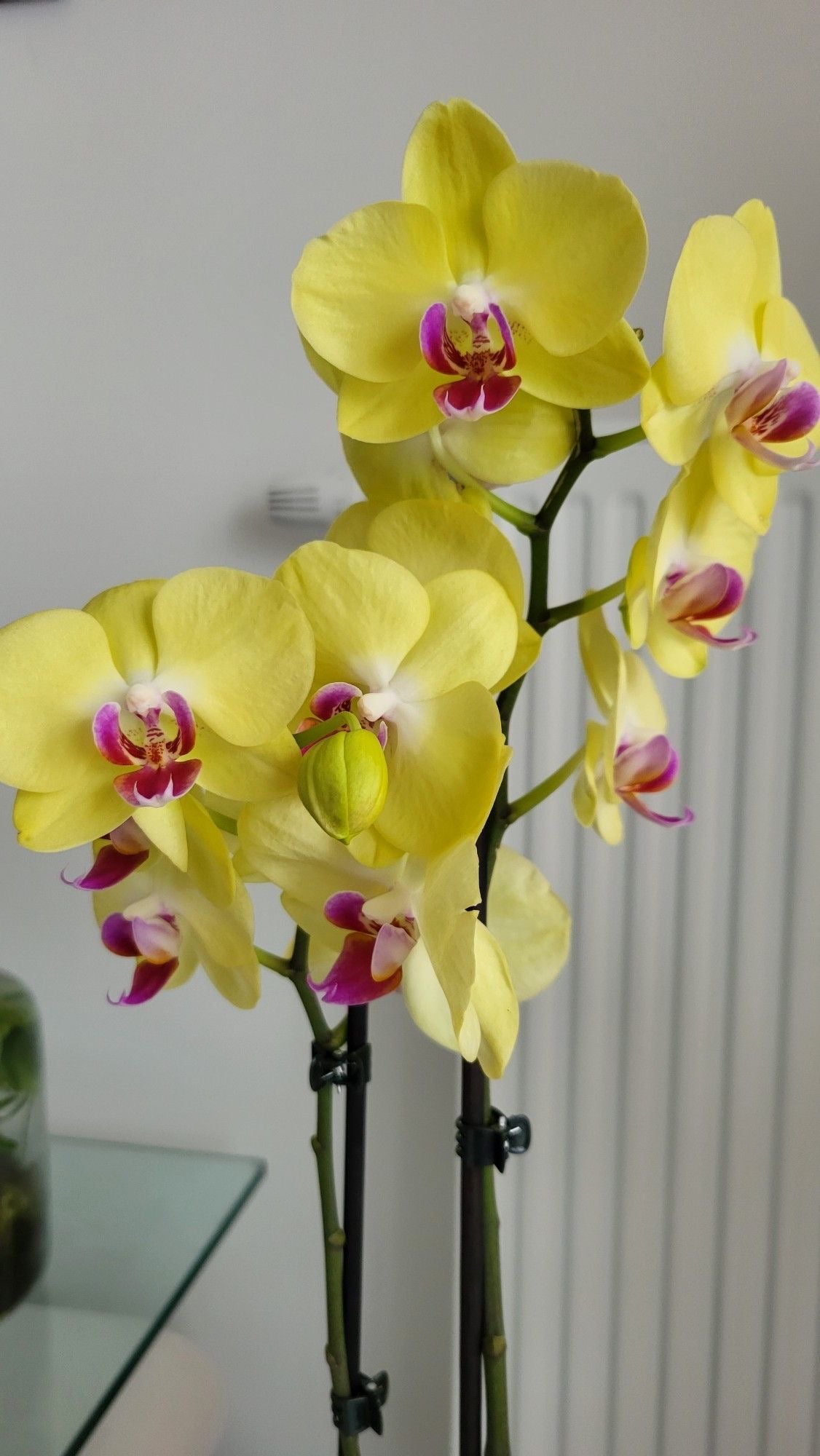 Orkide Çift Dallı Sarı (Phalaenopsis) – İthal Premium