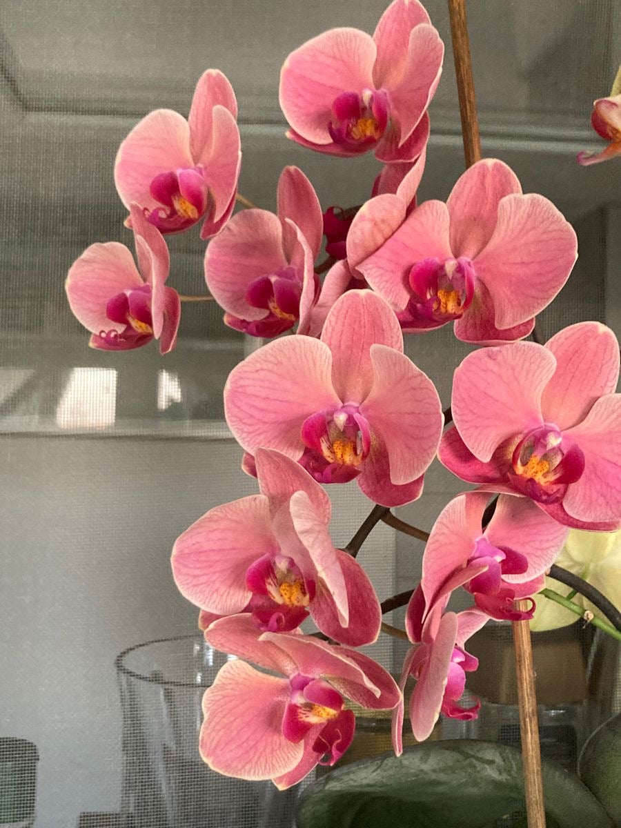 Orkide Çift Dallı Somon (Phalaenopsis) – (İthal)
