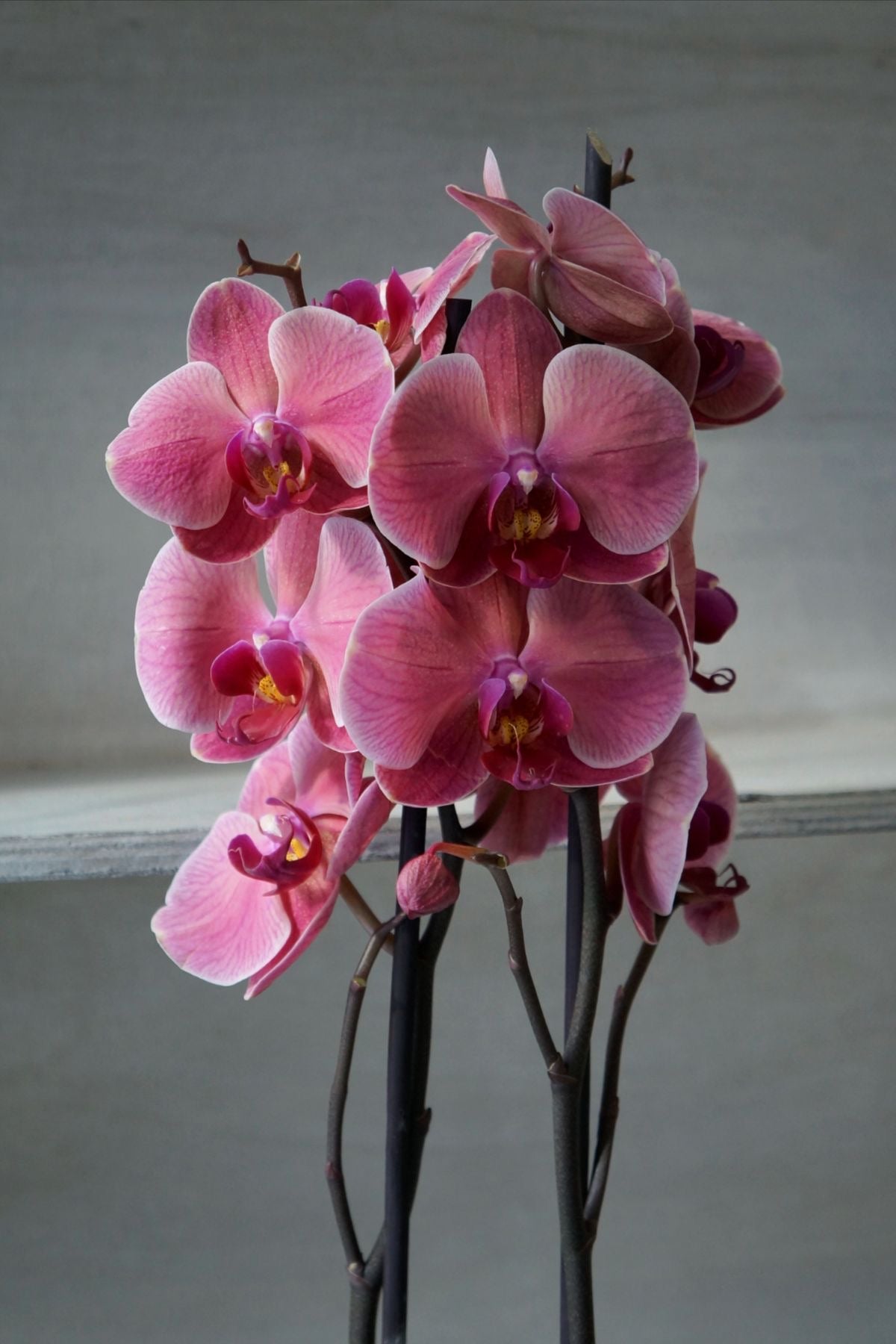 Orkide Çift Dallı Somon (Phalaenopsis) – (İthal)