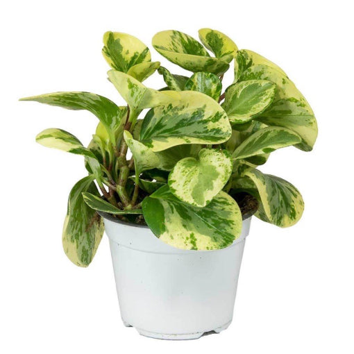 Peperomia Obtusifolia Variegata (Alacalı Peperomia)