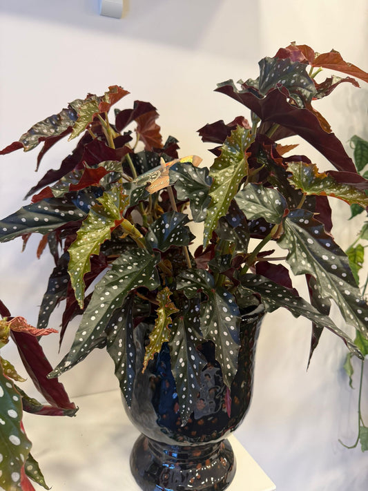 Begonya Çiçeği (Begonia Maculata)