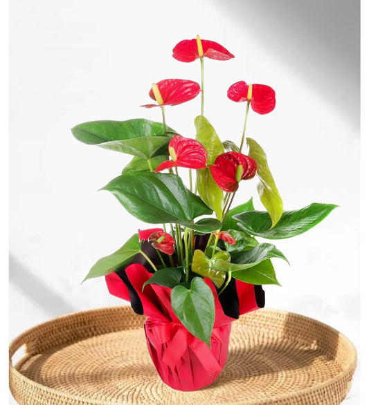 Antoryum (Anthurium) – (50-60 cm)