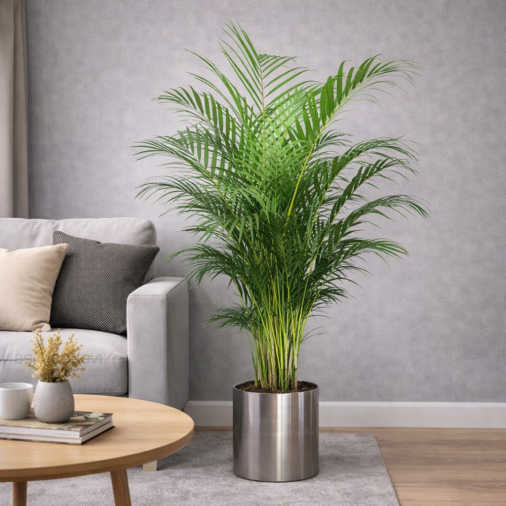 Areka Salon Palmiyesi – Dypsis Lutescens (150 cm)