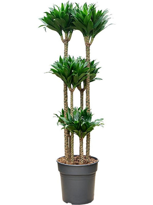 Dracaena Compacta (Çok Gövdeli) | 160-180 cm
