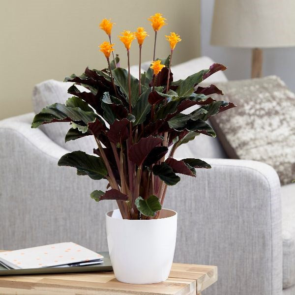 Calathea Crocata (Ebedi Alev)