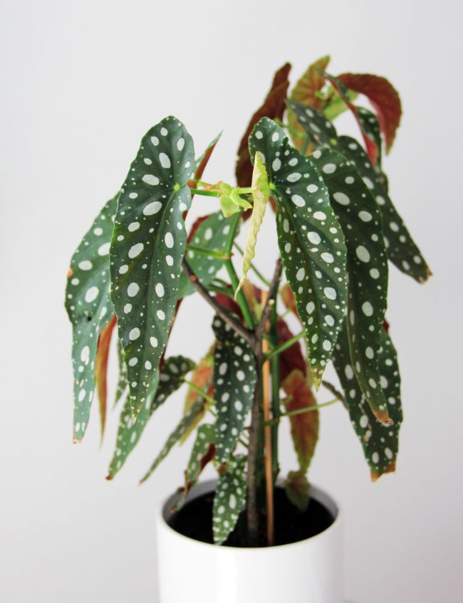 Begonya Çiçeği (Begonia Maculata)