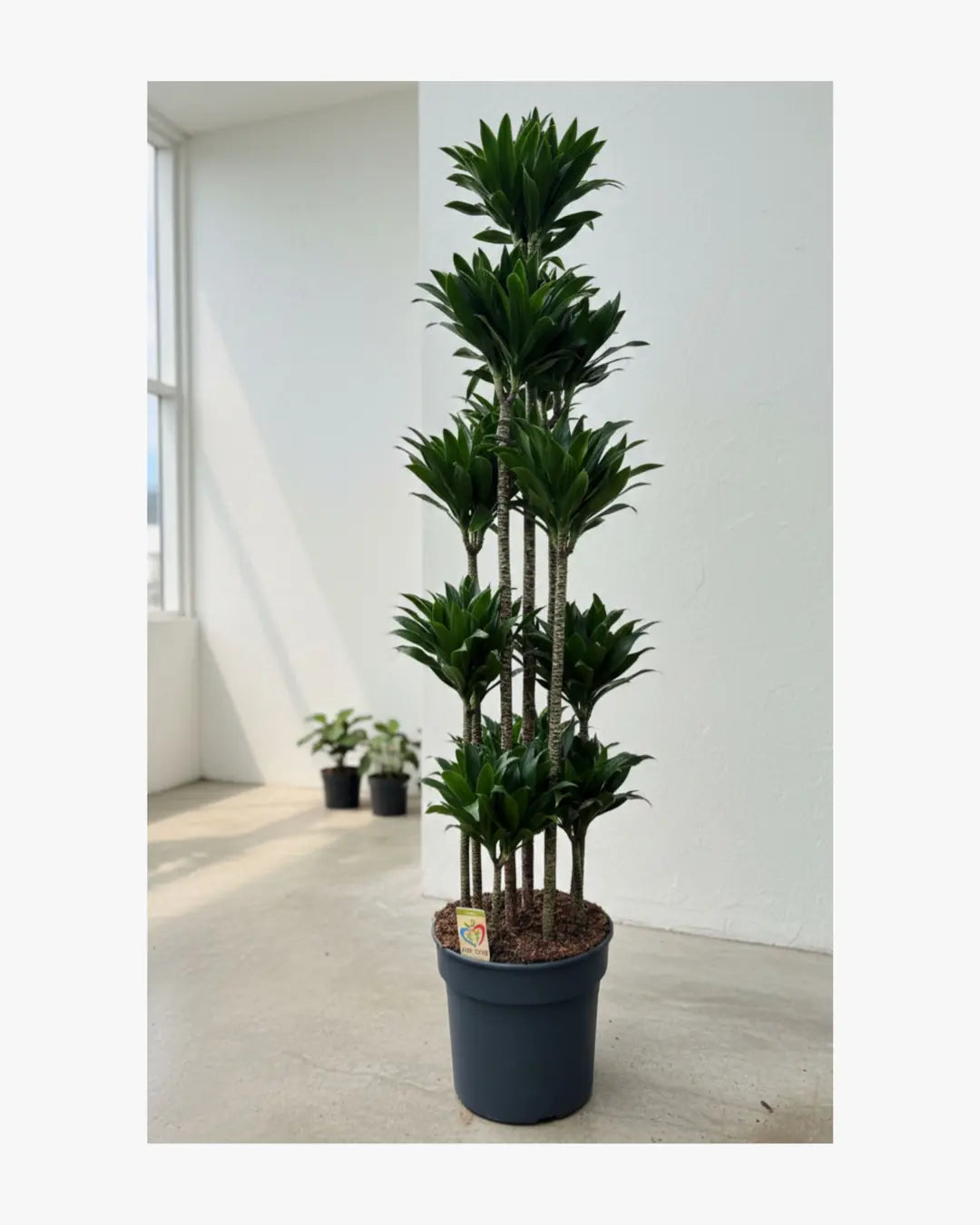 Dracaena Compacta (Çok Gövdeli) | 160-180 cm