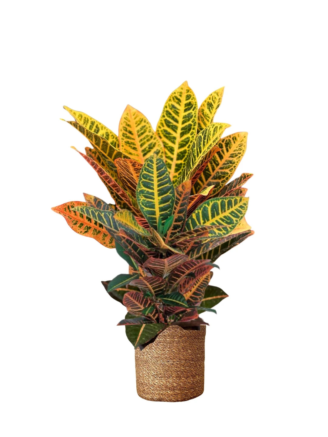 Croton Petra – Renk Karnavalı