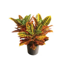 Croton Petra – Renk Karnavalı