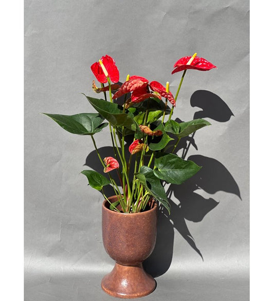 Kırmızı Antoryum (Anthurium) – (80-90 cm)