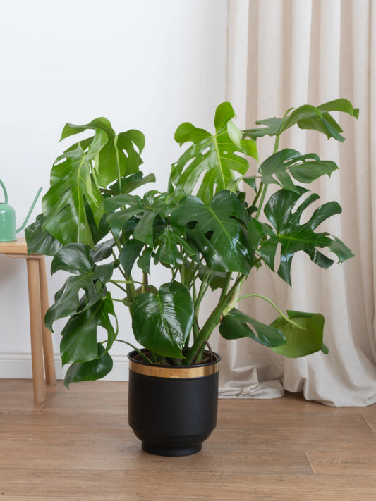 Monstera Deliciosa – Deve Tabanı (80-90 cm)