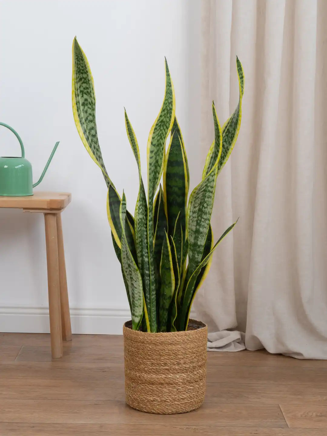 Kılıç Çiçeği Sarı-Yeşil (Sansevieria Trifasciata)