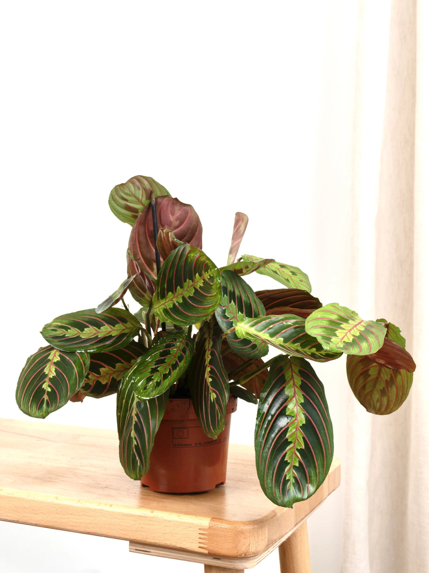 Calathea Maranta (Dua Çiçeği)