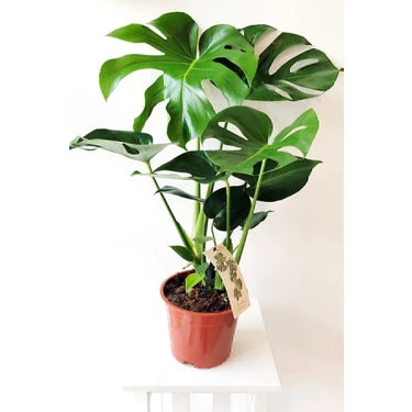Monstera Deliciosa – Deve Tabanı (80-90 cm)