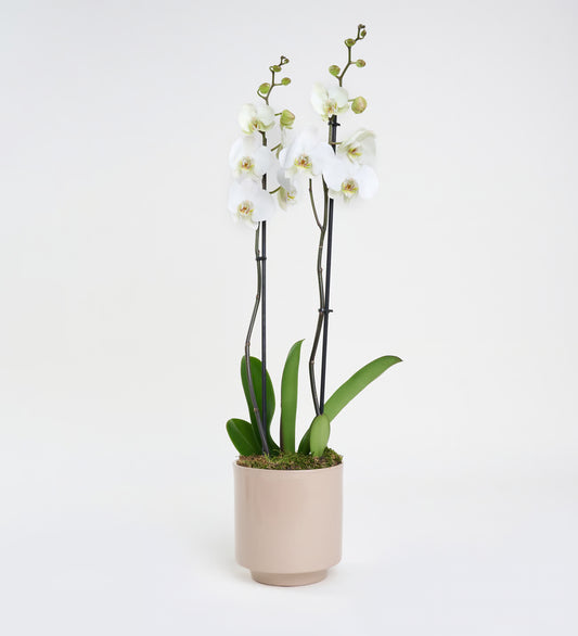 Orkide Çift Dallı Beyaz (Phalaenopsis) – İthal