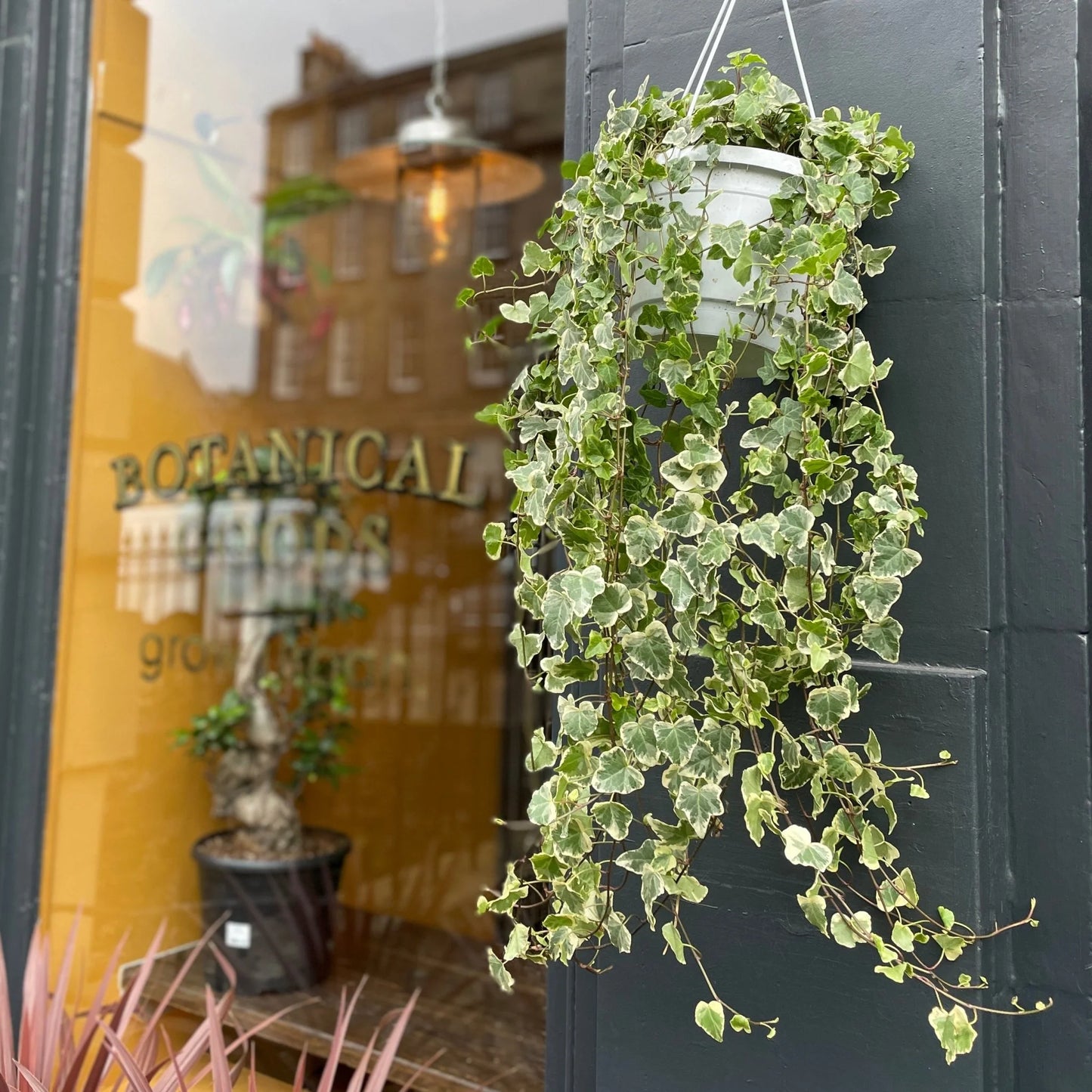 Hedera Helix Variegata XL (Alacalı Duvar Sarmaşığı)