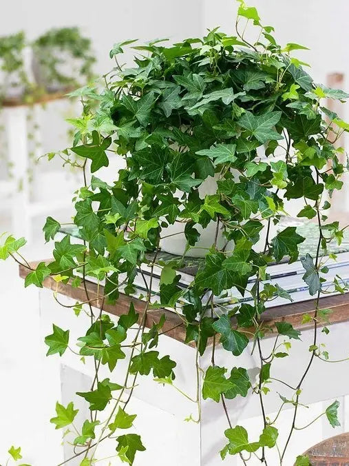 Hedera Helix – Duvar Sarmaşığı (Koyu Yeşil)
